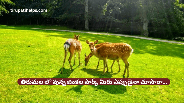 తిరుమల లో వున్న జింకల పార్క్ మీరు ఎప్పుడైనా చూసారా…