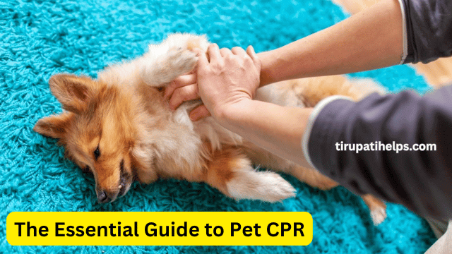 The Essential Guide to Pet CPR: What Every Fur Mom Should Know