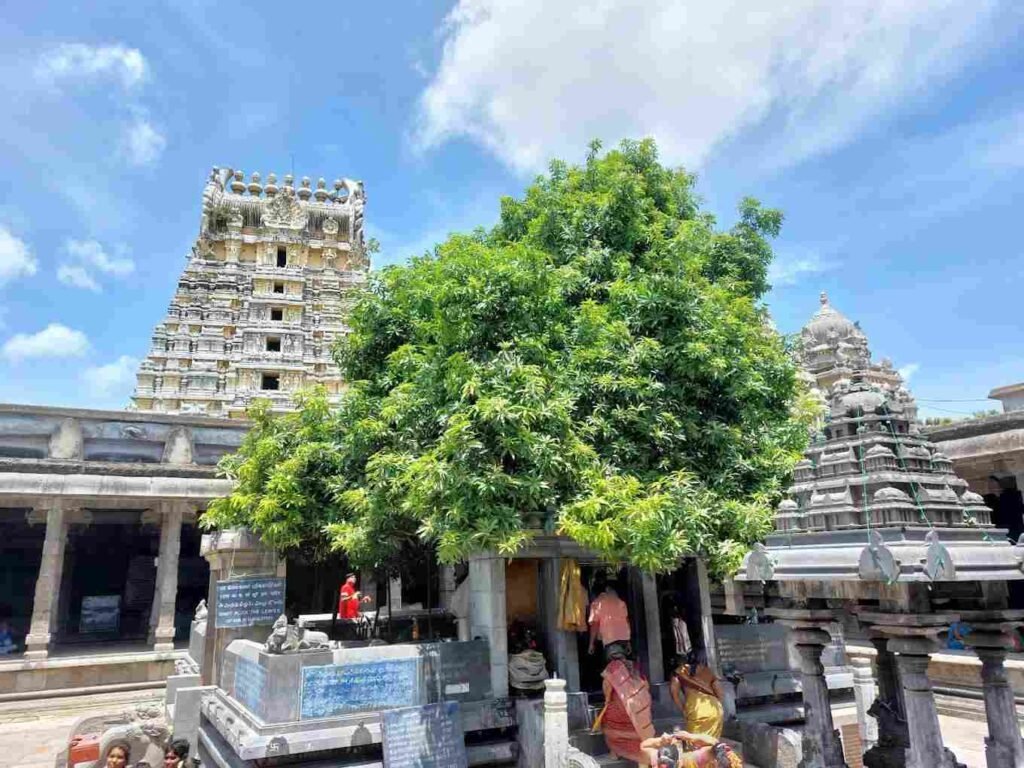 Sacred mango tree inside Ekambareswarar Temple Kanchipuram